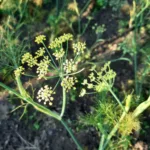 Eetbare bloem bij BB