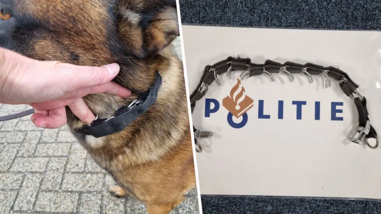 Hondeneigenaar op de bon in Deurne; politie neemt gecamoufleerde prikband in beslag