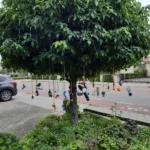 Totale boom vd Heuvel