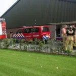 Biggetjes door varkensrooster Milhezerweg