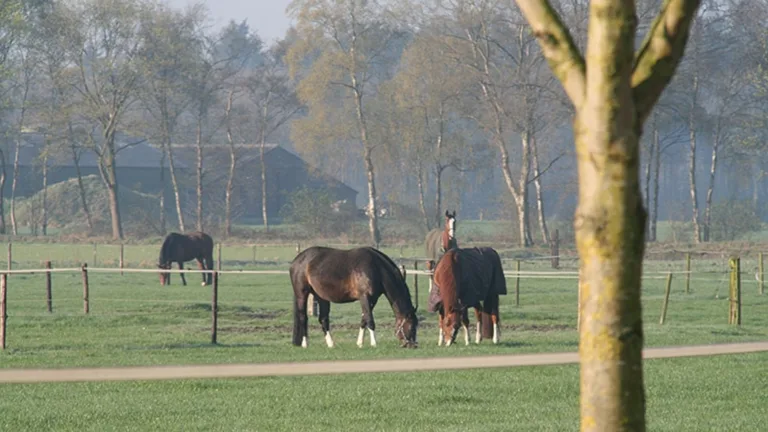 Omroep Max op bezoek bij pensionstal De Kawei in Deurne; paarden als therapeut