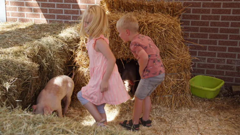 Weekend van het Varken geeft kijkje achter de schermen bij bedrijf van familie Meulendijks in Deurne