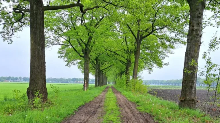 Onverharde wegen in Deurne hebben volgens onderzoek grote natuurlijke en cultuurhistorische waarde