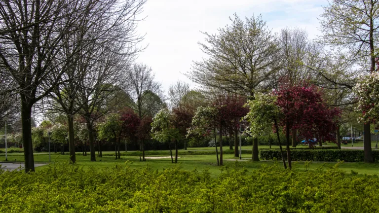 Zorgen over bomenrij in Heiakker; ‘Natuurlijk kunstwerk Peelrandbreuk verwaarloosd’