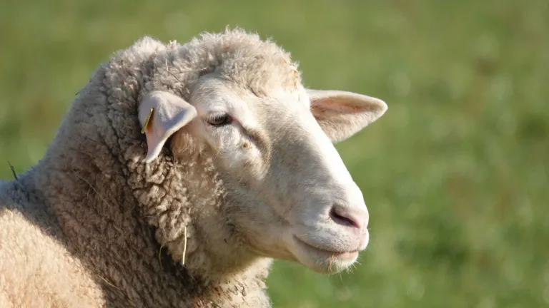 Blauwtongvirus vastgesteld in regio; dier in Limburgse Veulen besmet