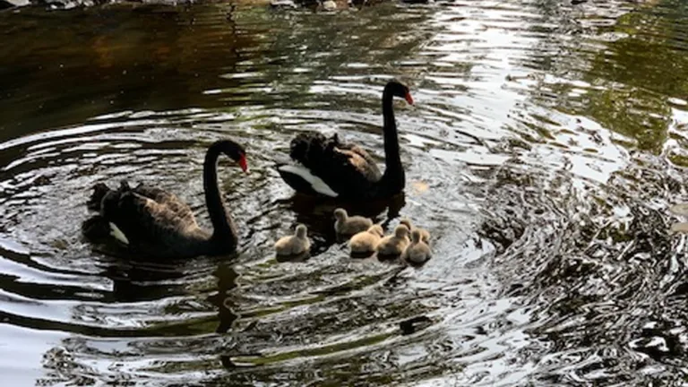 Parkboerderij Deurne heeft er nieuwe bewoners bij; zwarte zwaantjes geboren