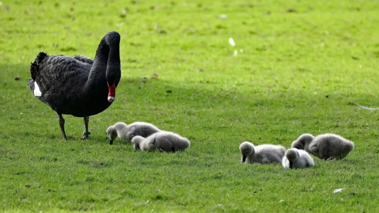 Nieuwste bewoners Parkboerderij poseren gewillig voor de camera