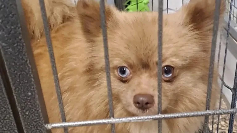 Veroordeelde Deurnese broodfokker toch weer betrapt met 24 honden in België