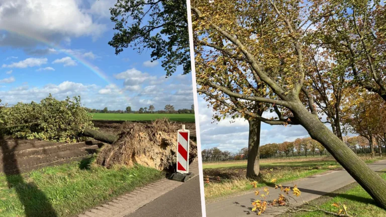 Storm Ciarán laat spoor van omgewaaide bomen en afgerukte takken achter in Deurne