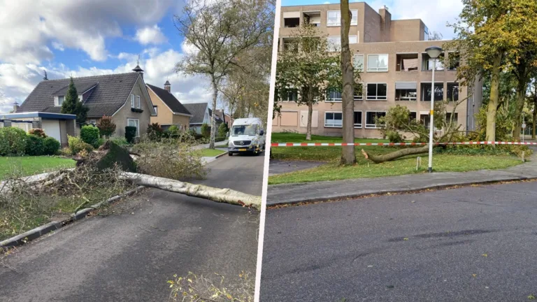Eerste stormschade Ciarán in Deurne; boom waait om in Trimpertstraat en tak breekt af aan Schelde