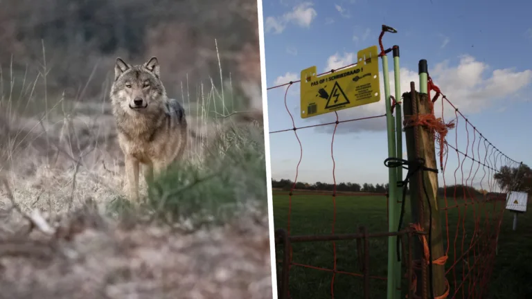 Staatsbosbeheer wil wolfwerende rasters plaatsen om geiten te beschermen in Mariapeel