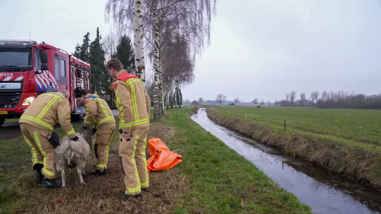 Brandweer redt schaap uit sloot in Neerkant