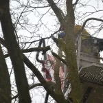 Brandweer zaagt tak uit boom