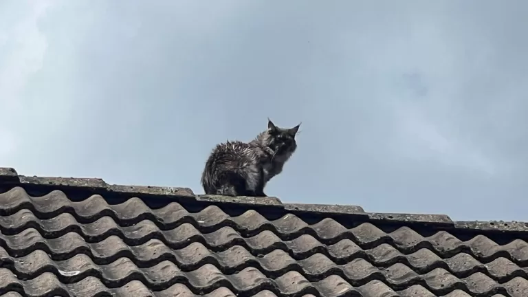 Brandweer haalt met hoogwerker eigenwijze kat van het dak aan Kokmeeuw in Deurne