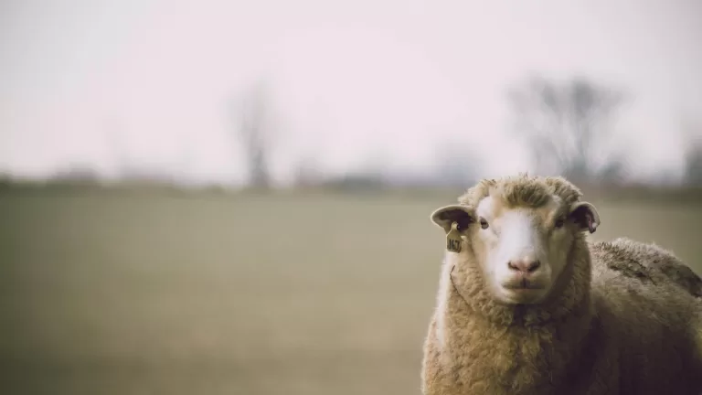 Geen nieuwe besmettingen met blauwtongvirus in gemeente Deurne