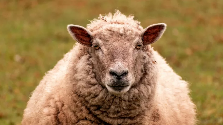 Weer drie nieuwe besmettingen met blauwtongvirus in gemeente Deurne