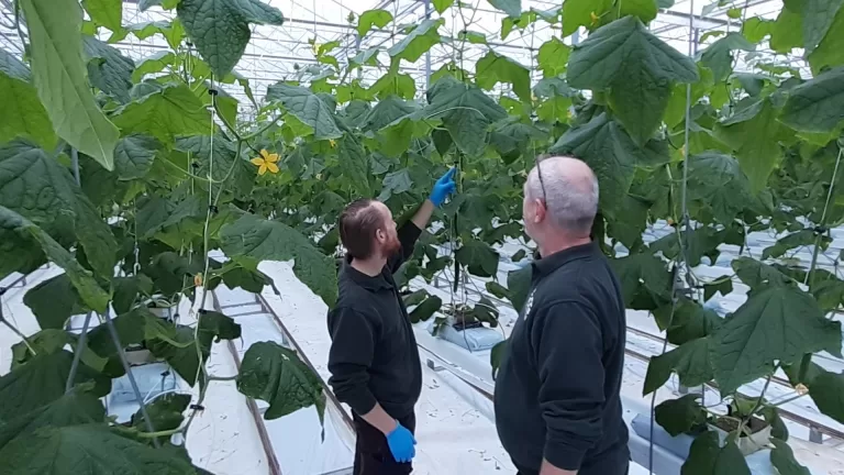 Van Gog Kwekerijen breidt uit met locatie in Grubbenvorst