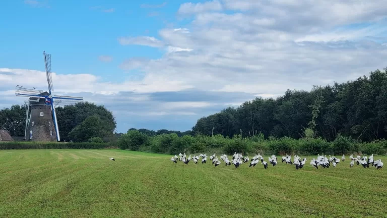 Tientallen ooievaars zorgen voor filevorming bij Molen Johanna-Elisabeth in Vlierden