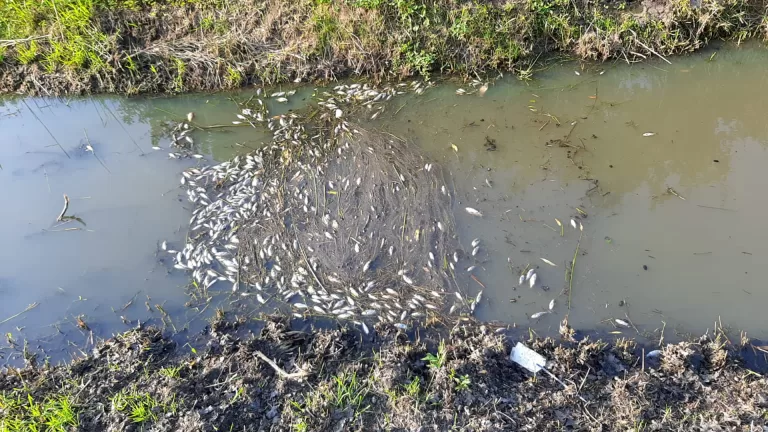 Vissterfte in watergang bij Landweg volgens gemeente veroorzaakt door droogte en hoge temperaturen