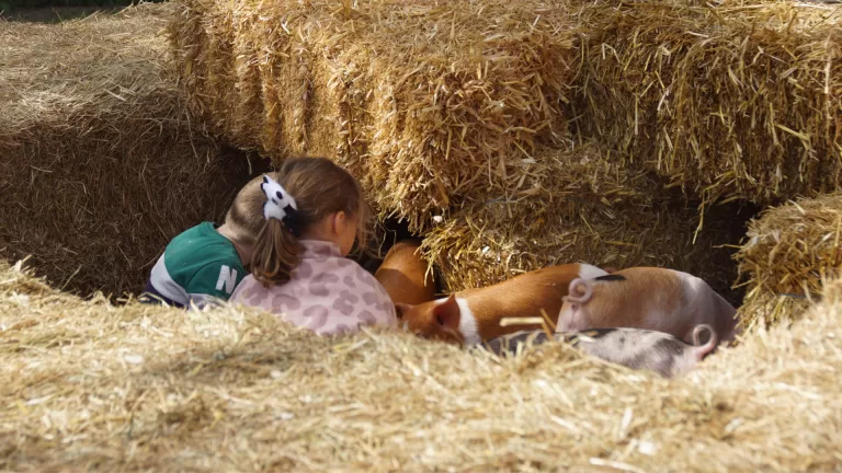 Van ‘plonstoilet’ tot biggetjes knuffelen bij Weekend van het Varken in Deurne