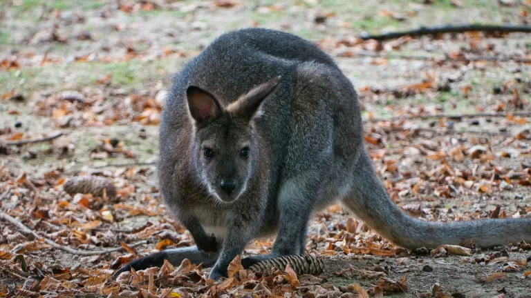 Uit dierentuin Best Zoo ontsnapte wallaby gezien in Neerkant en Asten