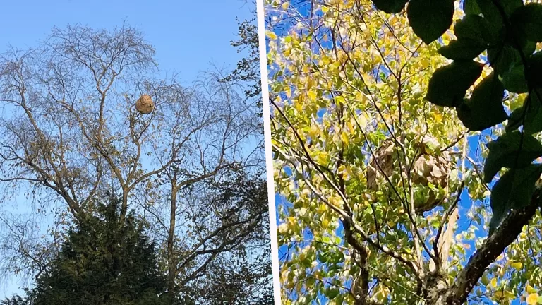 Groot nest van Aziatische hoornaar weggehaald uit boom in Vlierden