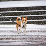 Stockfoto_sneeuw_09012025_foto_Josanne_van_der_Heijden-9151
