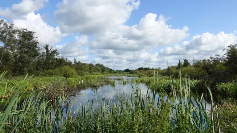 ‘Kop’ van Deurnese Peel ontdekken met eigen gids tijdens excursie Staatsbosbeheer