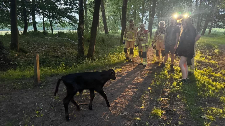 Brandweer redt net geboren kalf uit sloot aan Beekse Peeldijk in Bakel