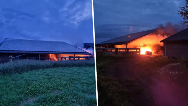 Grote brand bij agrarisch bedrijf in Ysselsteyn; brandweer haalt hooibalen uit gebouw en voorkomt erger