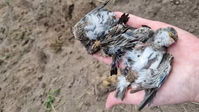 Beschermde oeverzwaluwen gedood bij graafwerkzaamheden in Deurne; politie zoekt getuigen