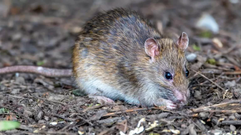 Rattenoverlast is volgens onderzoek OGD nog veel groter probleem in Deurne dan aanvankelijk gedacht