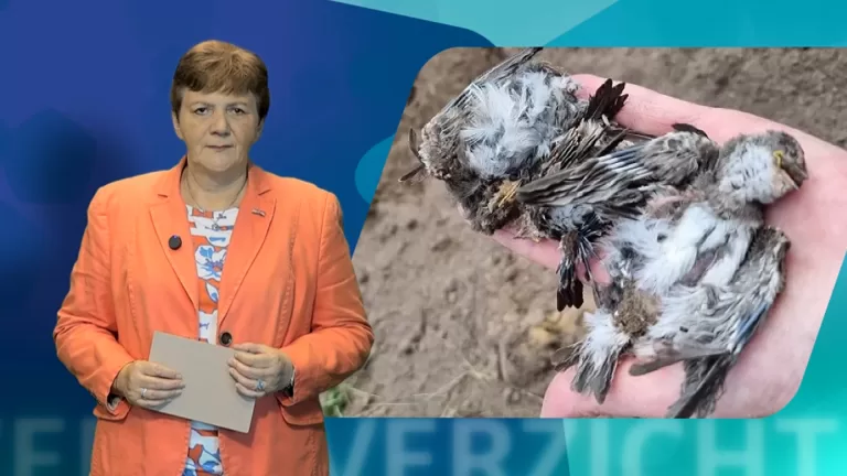 [VIDEO] Week uit de Streek brengt regionieuws in beeld; vondst dode oeverzwaluwen en filmopnamen bij Buntven
