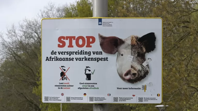 Provincie waarschuwt voor gevaar Afrikaanse varkenspest: ‘Stokbroodje met salami kan zomaar boosdoener zijn’