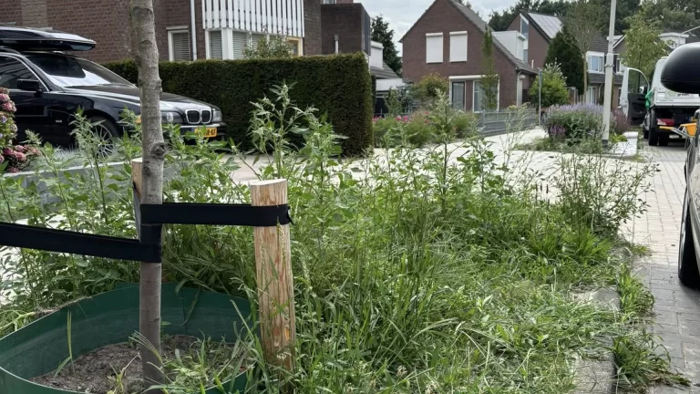 Plantenvakken vol onkruid in Heiakker doorn in het oog van wijkbewoners; gemeente zoekt passende oplossing