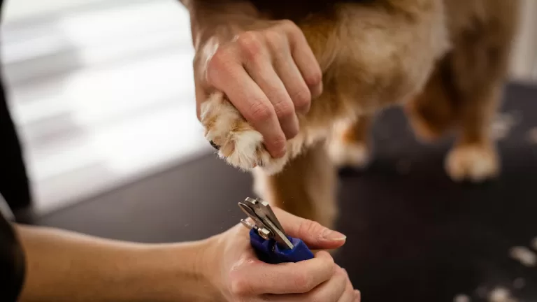 Politie stuurt Deurnese eigenaar van hond met erg lange nagels verplicht naar dierenarts