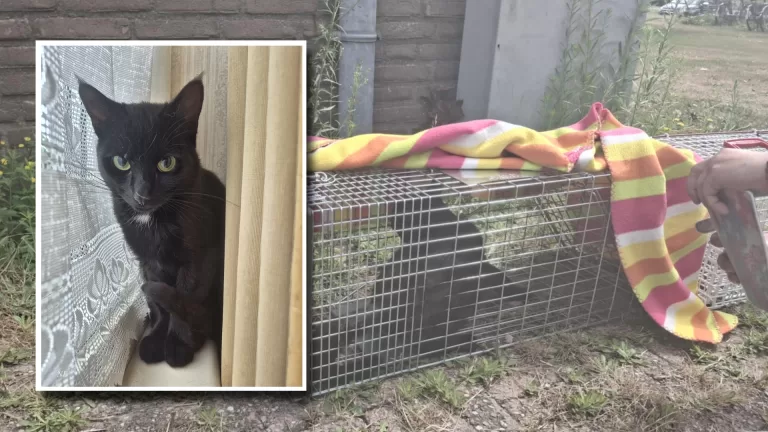 Zwerfkat in Koolhof na half jaar eindelijk gered; ‘Ik ben zo blij dat Jumbo nu veilig is’
