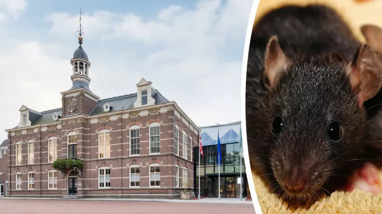 Wethouder Verhees belooft rattenoverlast in gemeente Deurne snel aan te pakken; ‘Eindelijk schot in de zaak’