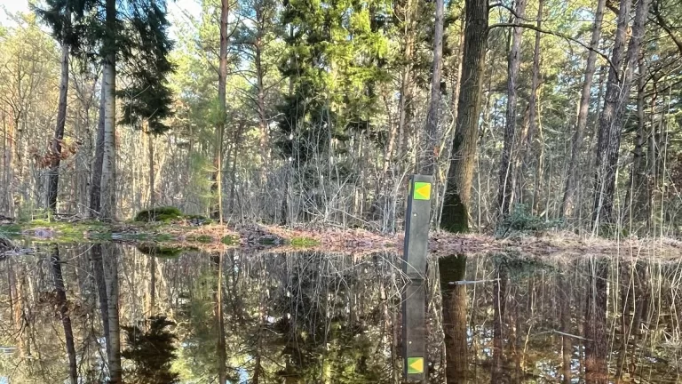 Gemeente gaat afgestorven bomen verwijderen in Zandbos: ‘Leidt tot onveilige situaties’