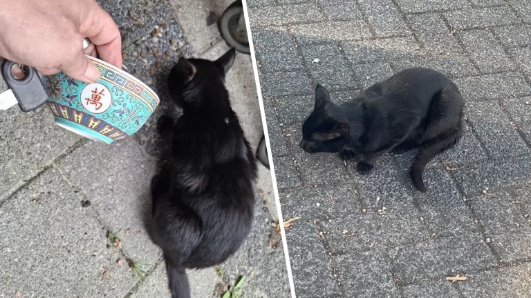 Buurtbewoners ontfermen zich over zwerfkat in Koolhof: ‘Ik breng Jumbo al half jaar lang elke dag eten’