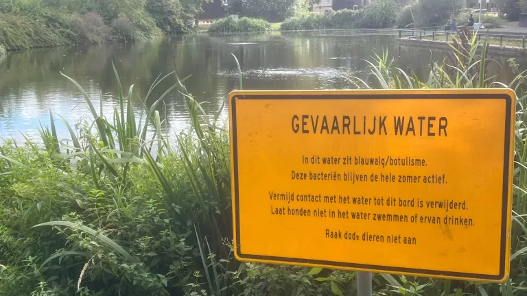 Blauwalg aangetroffen in visvijvers Heiakkerpark en Burgemeester Roefslaan