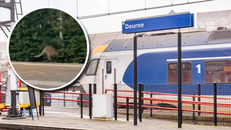 [VIDEO] Kangoeroe zorgt voor vertraging van treinverkeer in Deurne; ‘Hij zat op spoor 3’