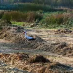OOIEVAARS (1)