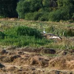 OOIEVAARS (11)