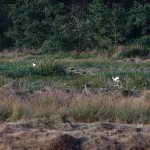 OOIEVAARS (15)