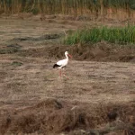 OOIEVAARS (17)