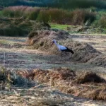 OOIEVAARS (2)