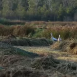 OOIEVAARS (20)
