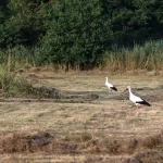 OOIEVAARS (22)
