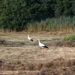OOIEVAARS (23)
